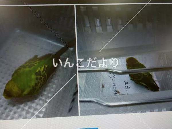 コメントの画像