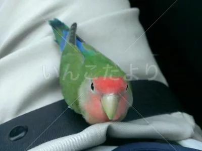 コメントの画像