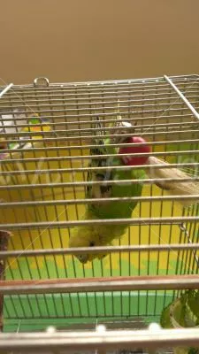 コメントの画像