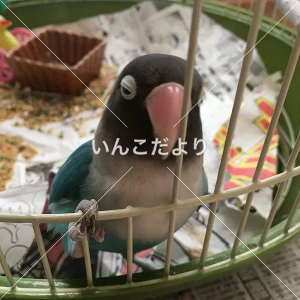 コメントの画像