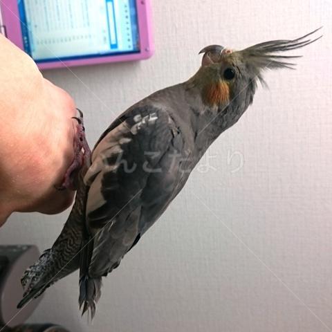 コメントの画像