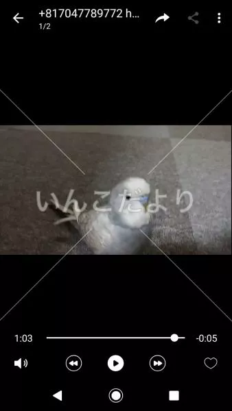 コメントの画像