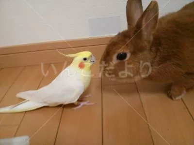 コメントの画像