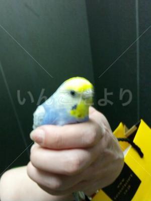 コメントの画像
