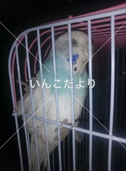 コメントの画像