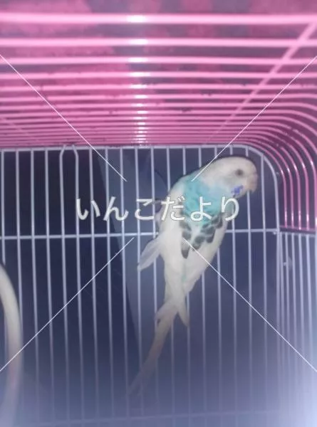 コメントの画像