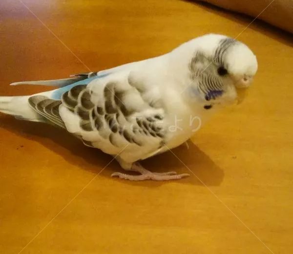 コメントの画像