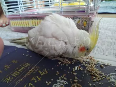 コメントの画像