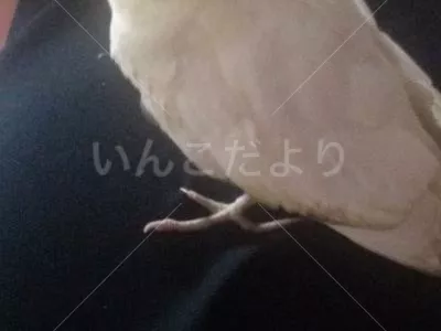 コメントの画像