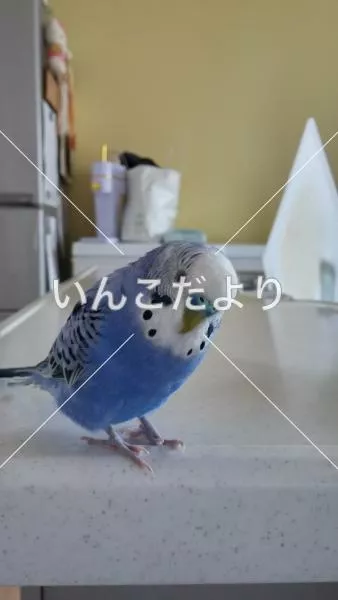 コメントの画像