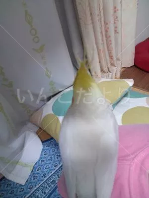 コメントの画像