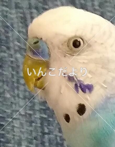 コメントの画像