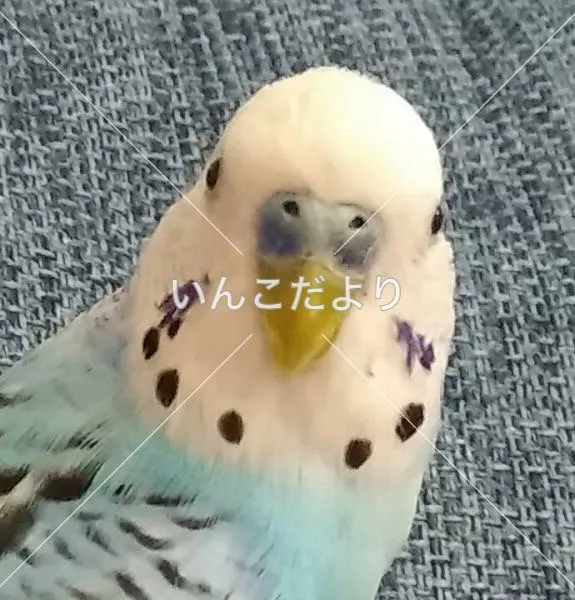 コメントの画像