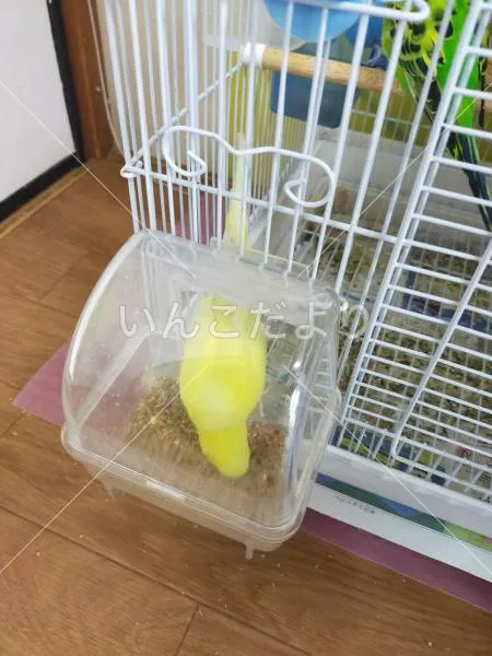 コメントの画像