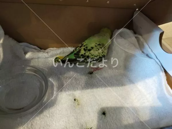 コメントの画像