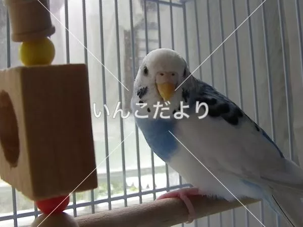 コメントの画像