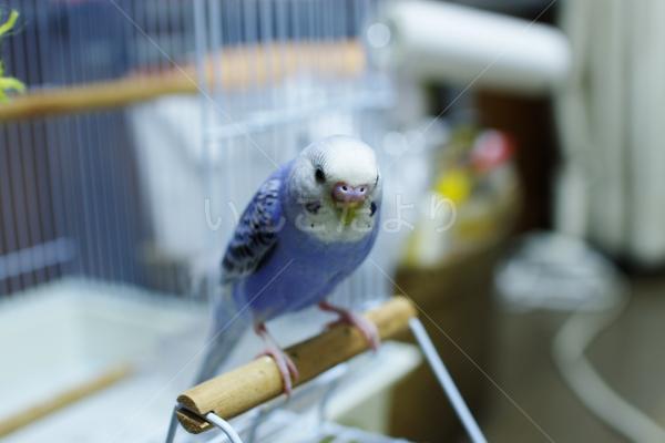 コメントの画像