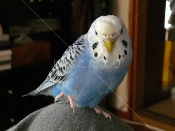 コメントの画像