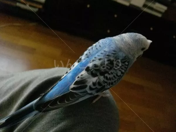 コメントの画像