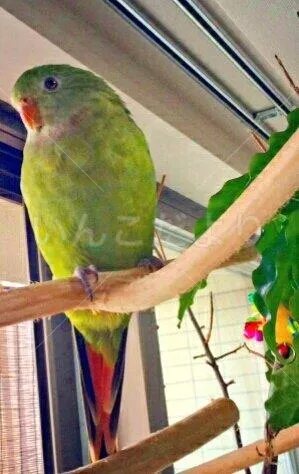 コメントの画像