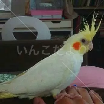 コメントの画像