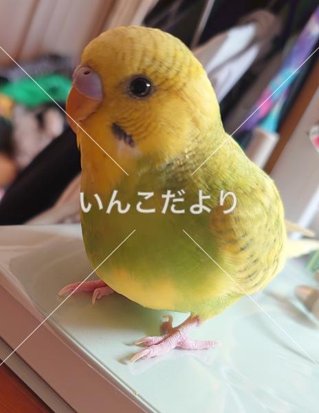 コメントの画像
