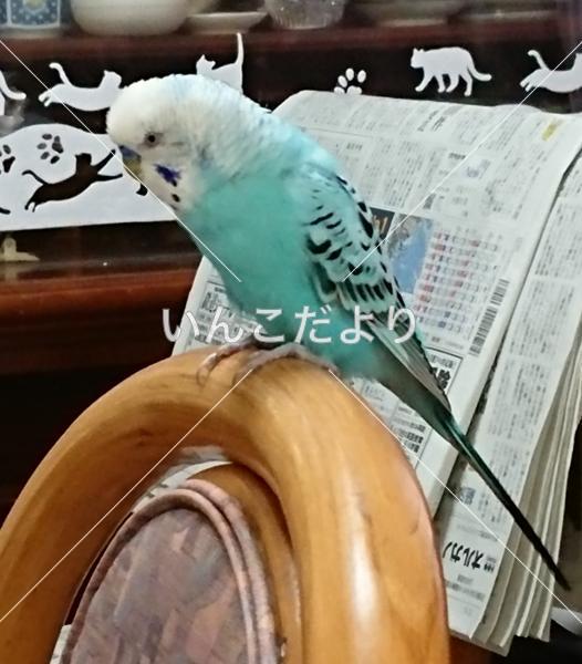 コメントの画像