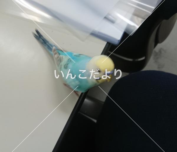 コメントの画像