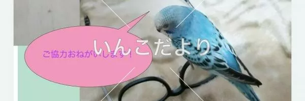 コメントの画像