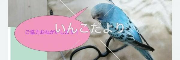 コメントの画像