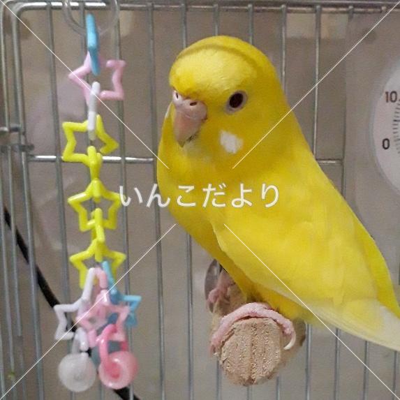 コメントの画像