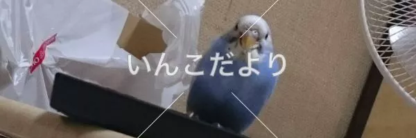 コメントの画像