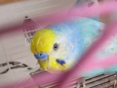 コメントの画像