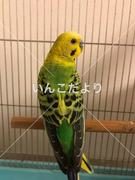 コメントの画像