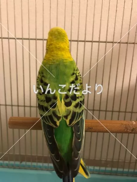 コメントの画像