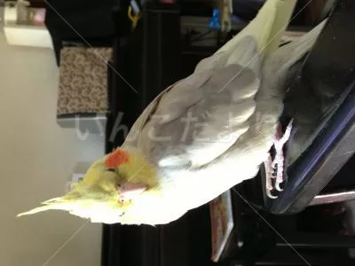 コメントの画像