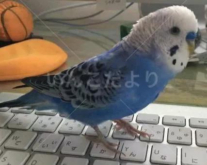 コメントの画像