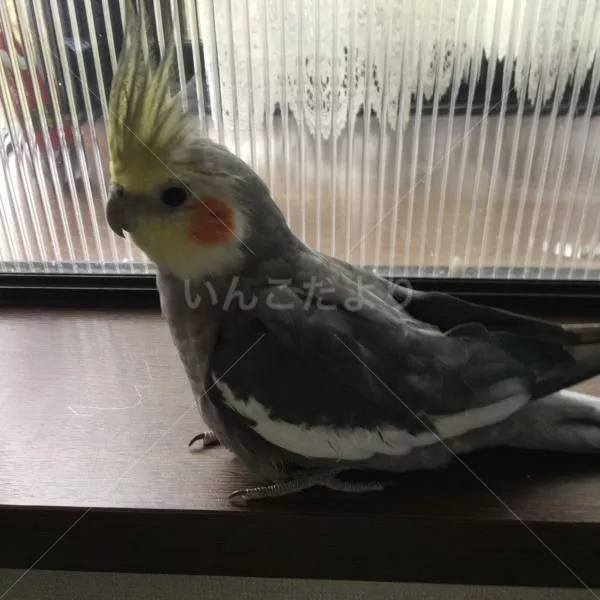 コメントの画像