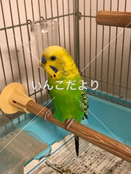 コメントの画像