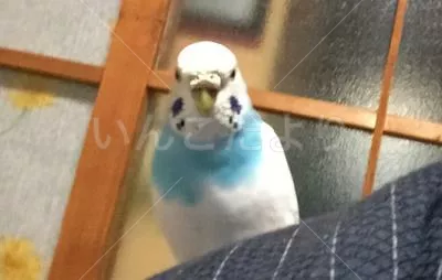 コメントの画像