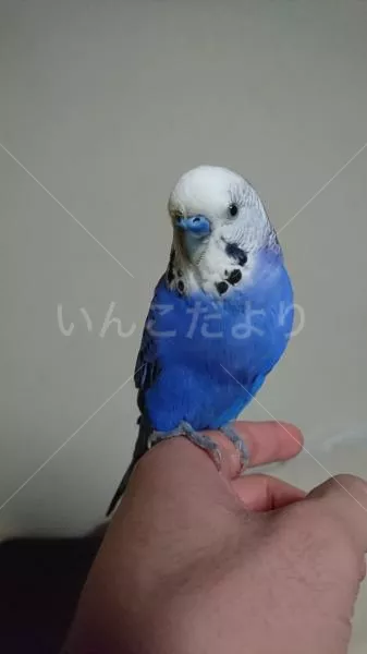 コメントの画像