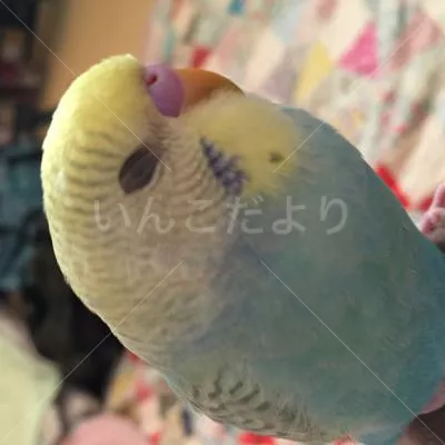 コメントの画像