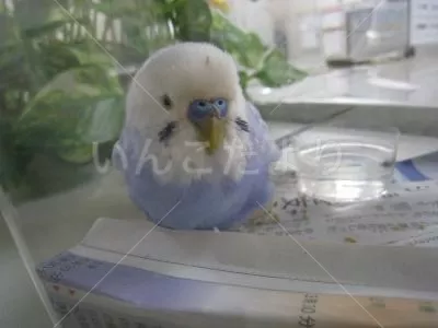 コメントの画像