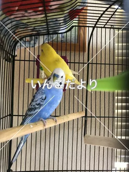 コメントの画像