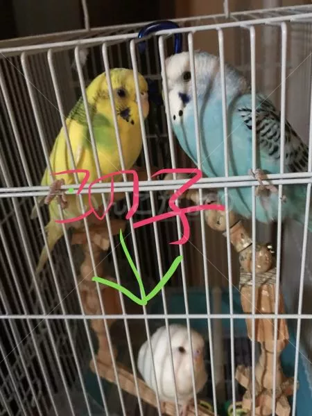 コメントの画像