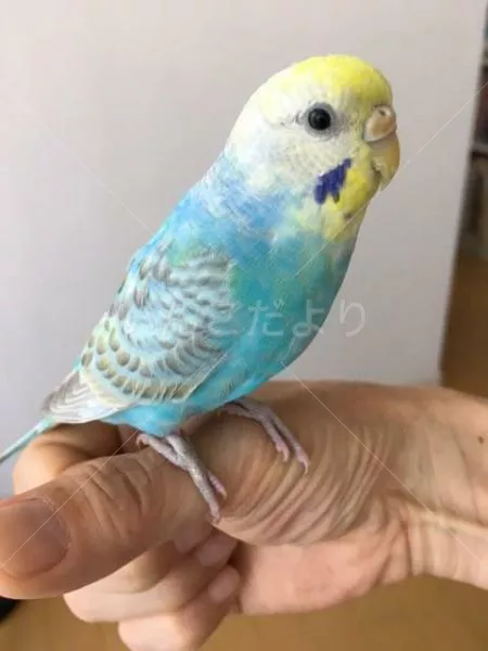 コメントの画像