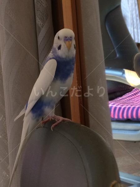 コメントの画像