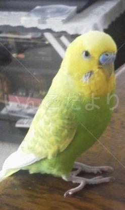 コメントの画像