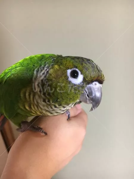 コメントの画像