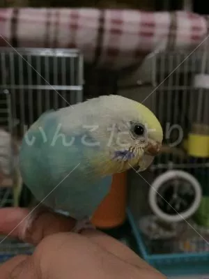 コメントの画像